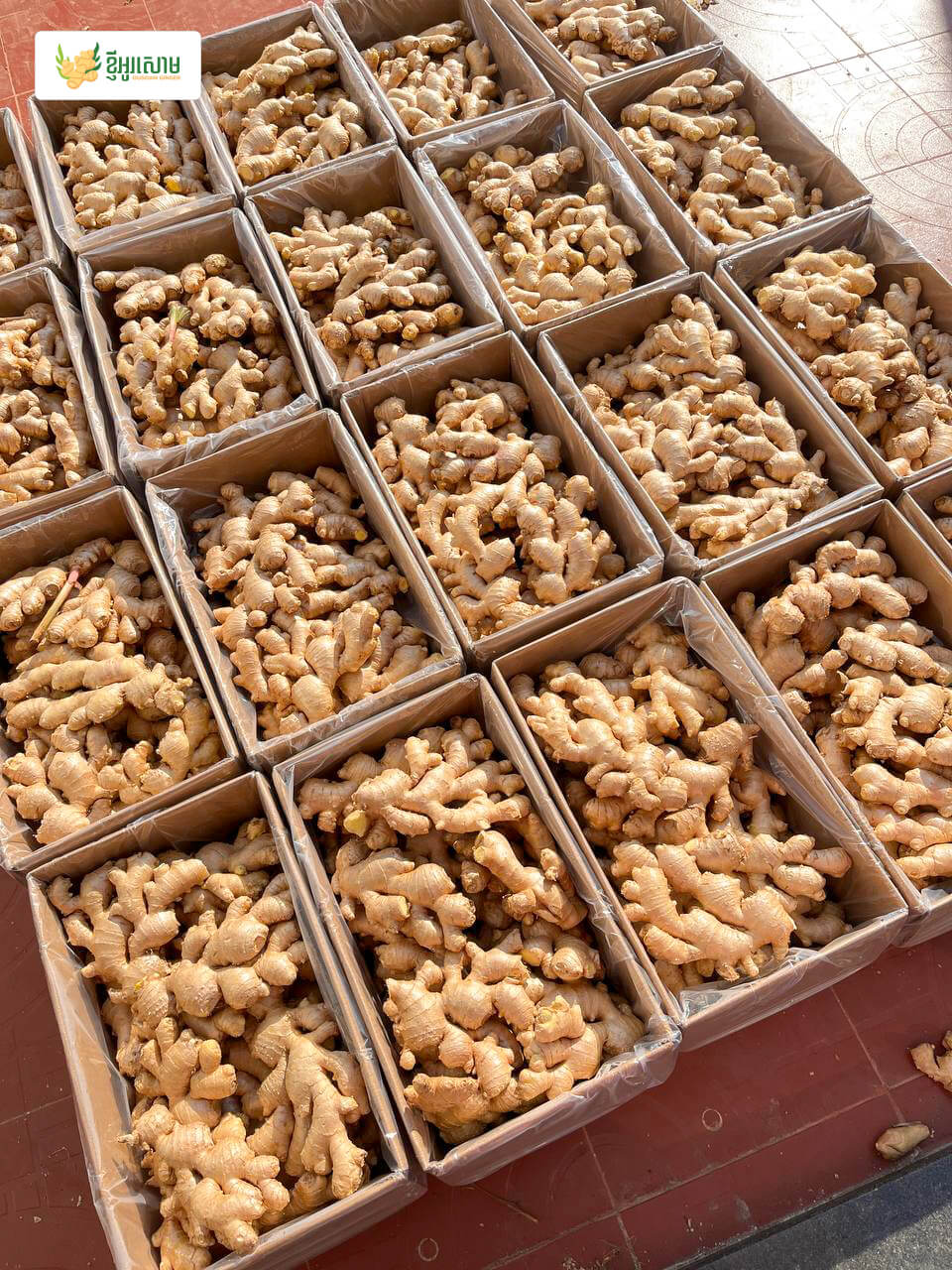 Ginger perfectly packed in boxes